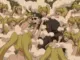 3 Times Ebisu Completely Lost Face in Front of Konohamaru!